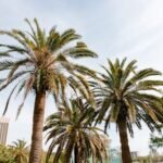 Strategic Reforestation: Restoring the Florida Canopy