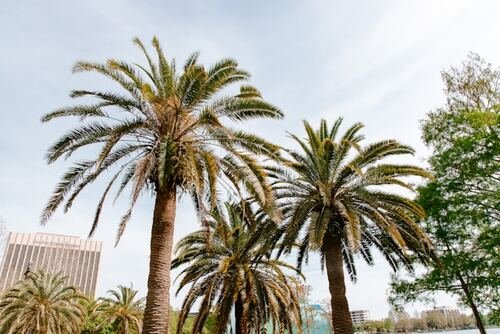 Strategic Reforestation: Restoring the Florida Canopy